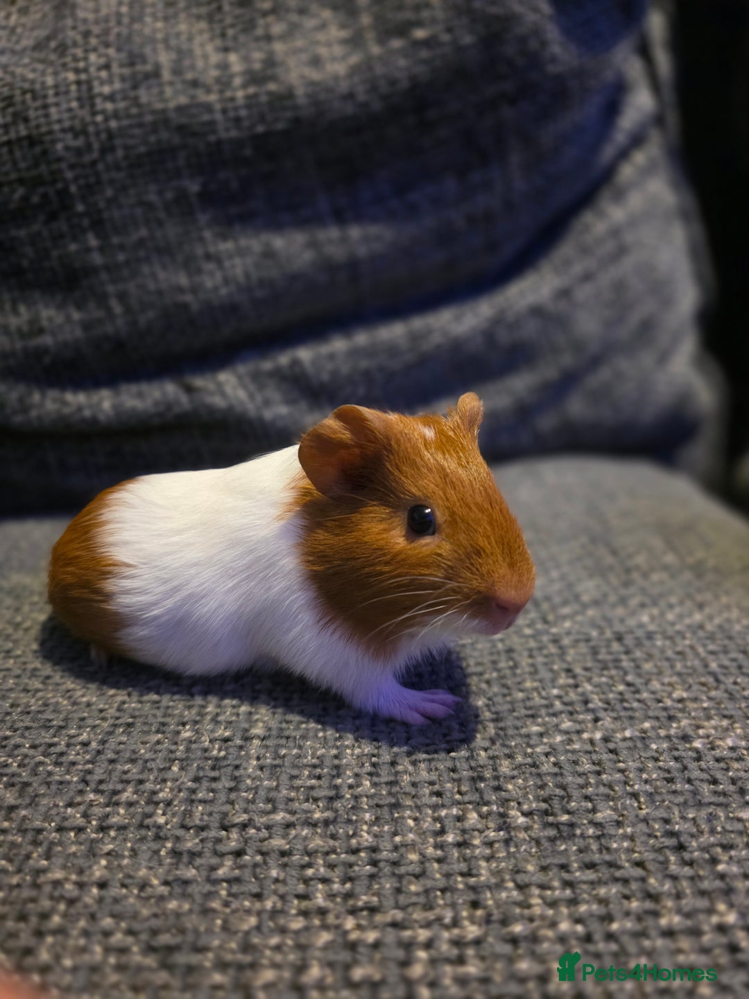 Guinea Pig rodents for sale: Boar/male guinea pigs in Weymouth - Advert 3