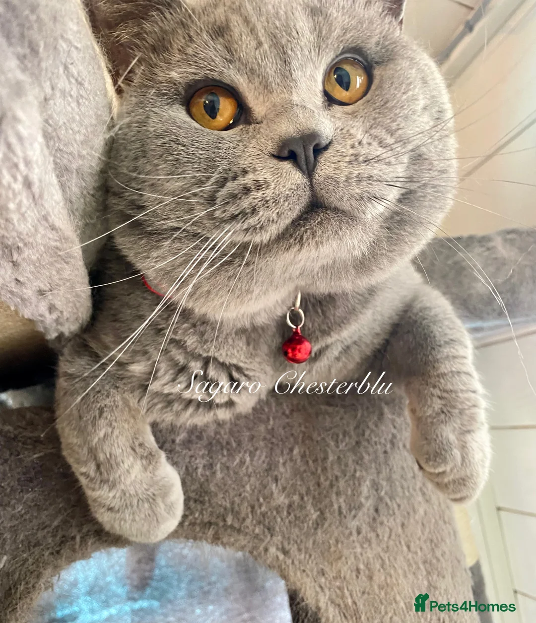 British Shorthair cats for stud: Proven Stud/Blood B/Choc carrier TICA/GCCF REG in Dartford - Advert 6