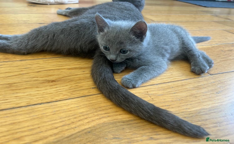 Russian Blue cats - Advert 4