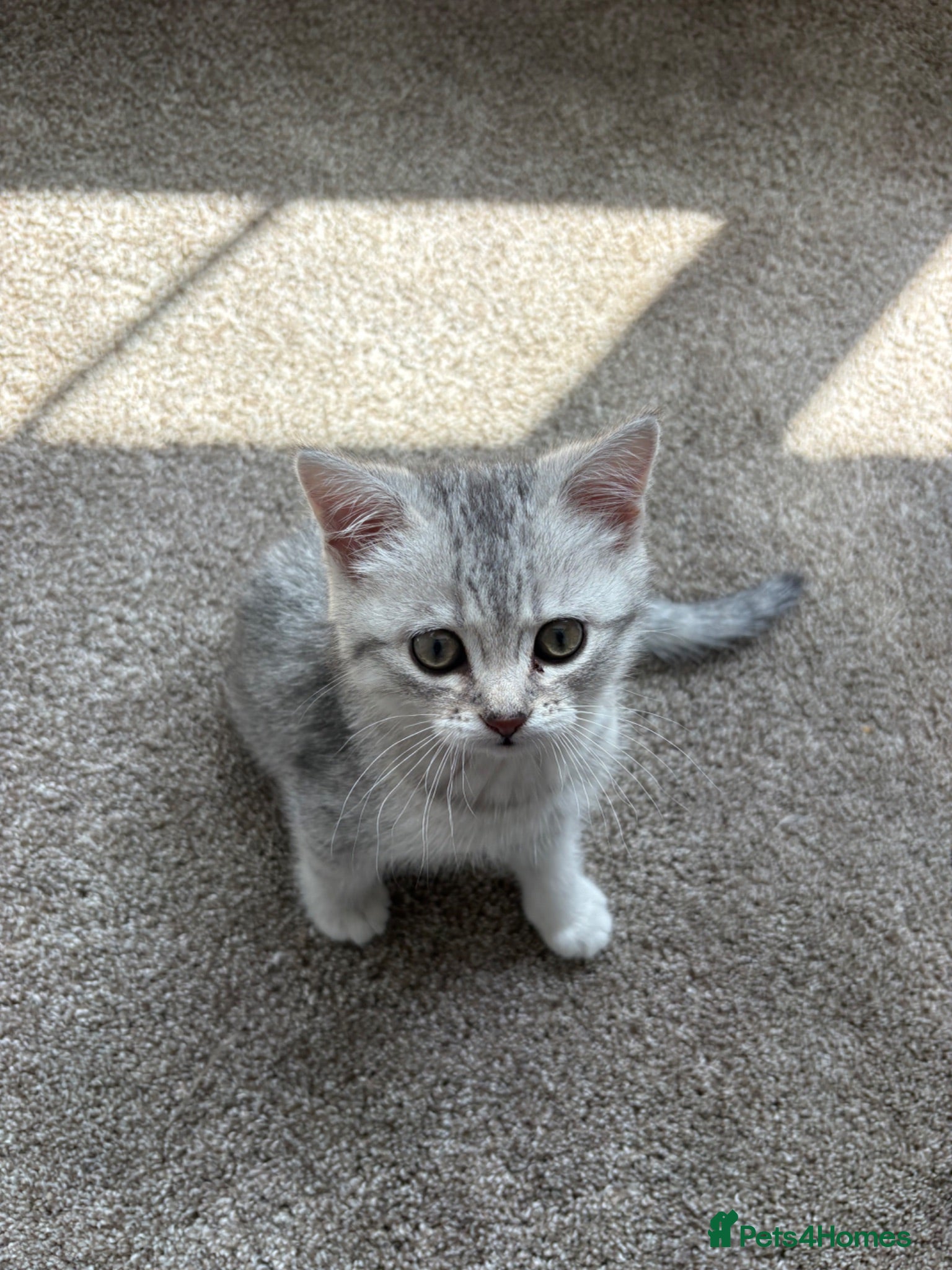 British Shorthair cats Male British short hair kitten - Advert 2