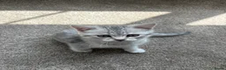 British Shorthair cats for sale: Male British short hair kitten - Advert 2