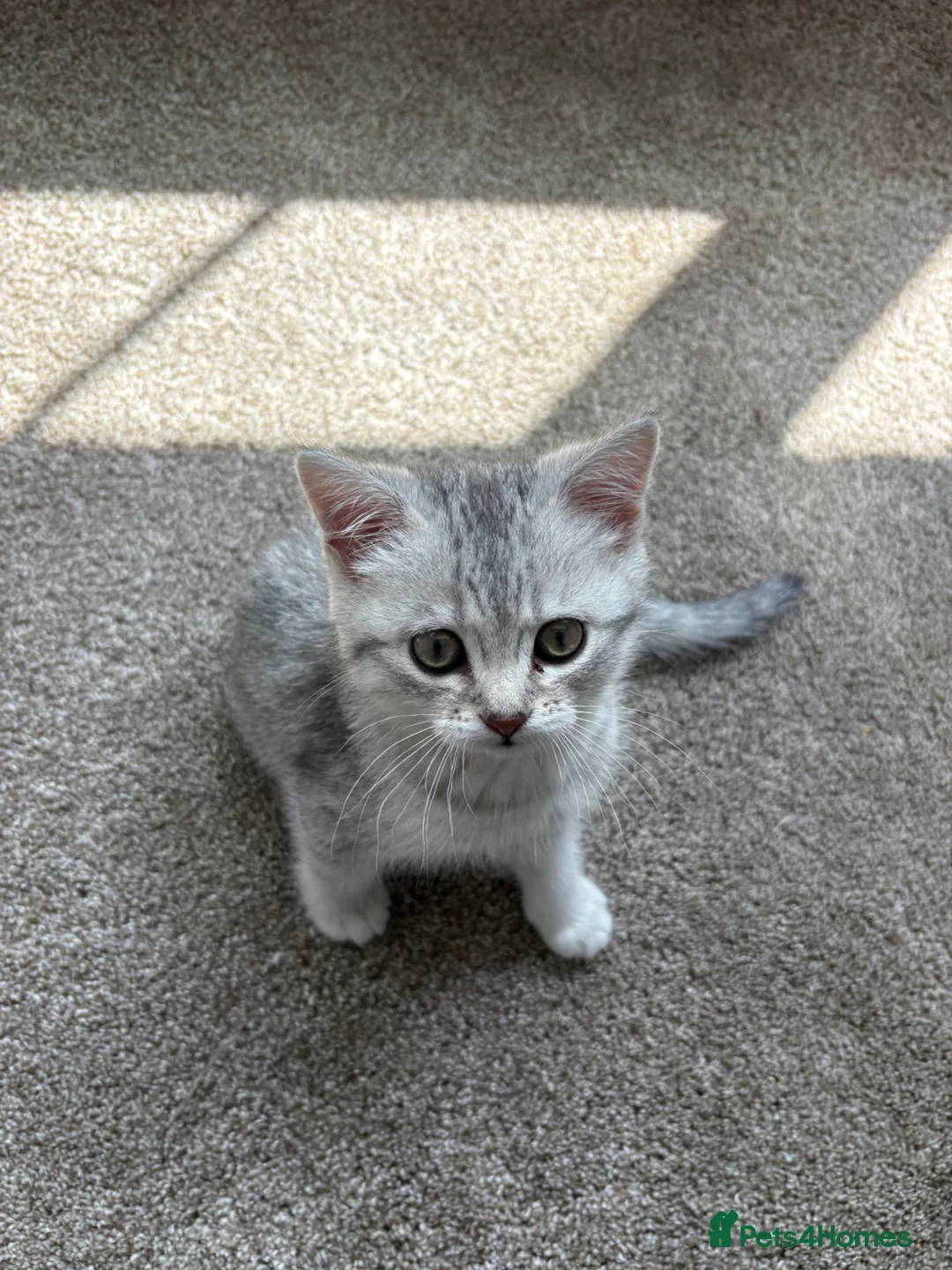 British Shorthair cats for sale: Male British short hair kitten - Advert 2