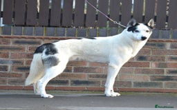 Siberian Husky dogs for stud: 3 Health tested KC Reg Polish Imports At Stud in Scunthorpe - Image 8