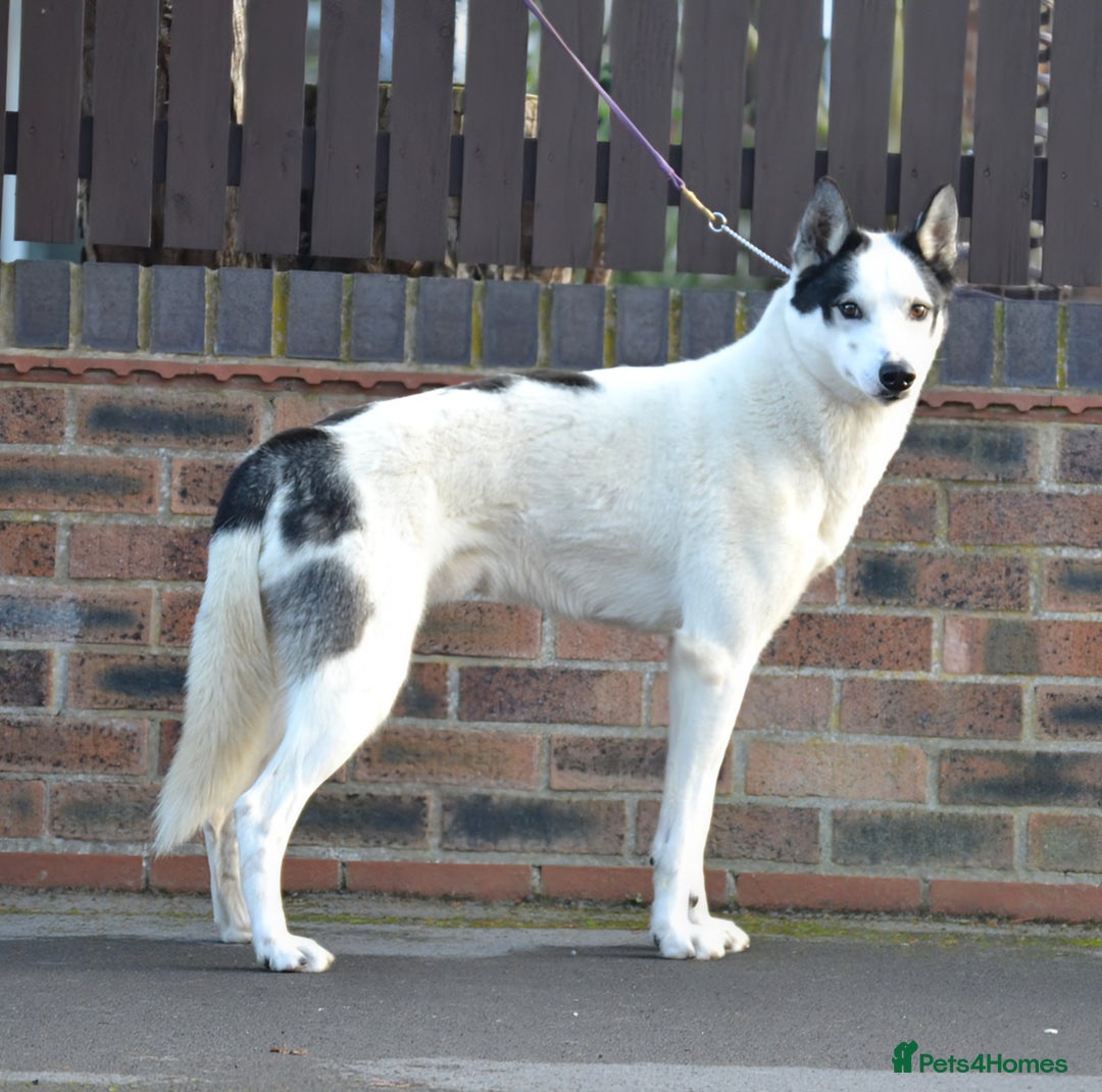 Siberian Husky dogs for stud: 3 Health tested KC Reg Polish Imports At Stud in Scunthorpe - Image 8