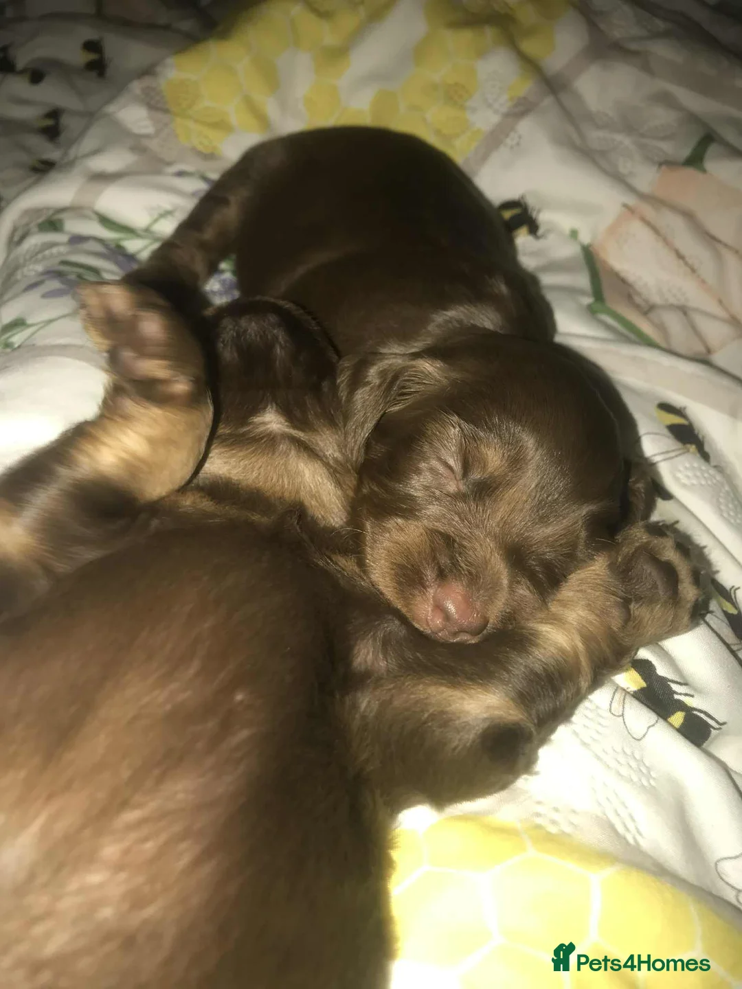 Cocker Spaniel dogs for sale: Tri chocolate  colour cocker spaniel puppies  - Advert 11