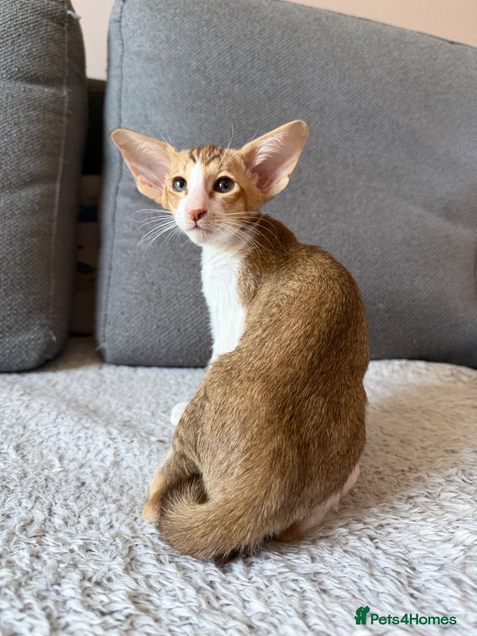 Oriental cats Osh girl, TICA - Advert 11