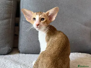 Oriental cats Osh girl, TICA - Advert 11