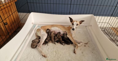 Whippet dogs - Advert 7