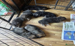German Shepherd dogs for sale: 8 beautiful long haired German shepherd puppies  - Image 28