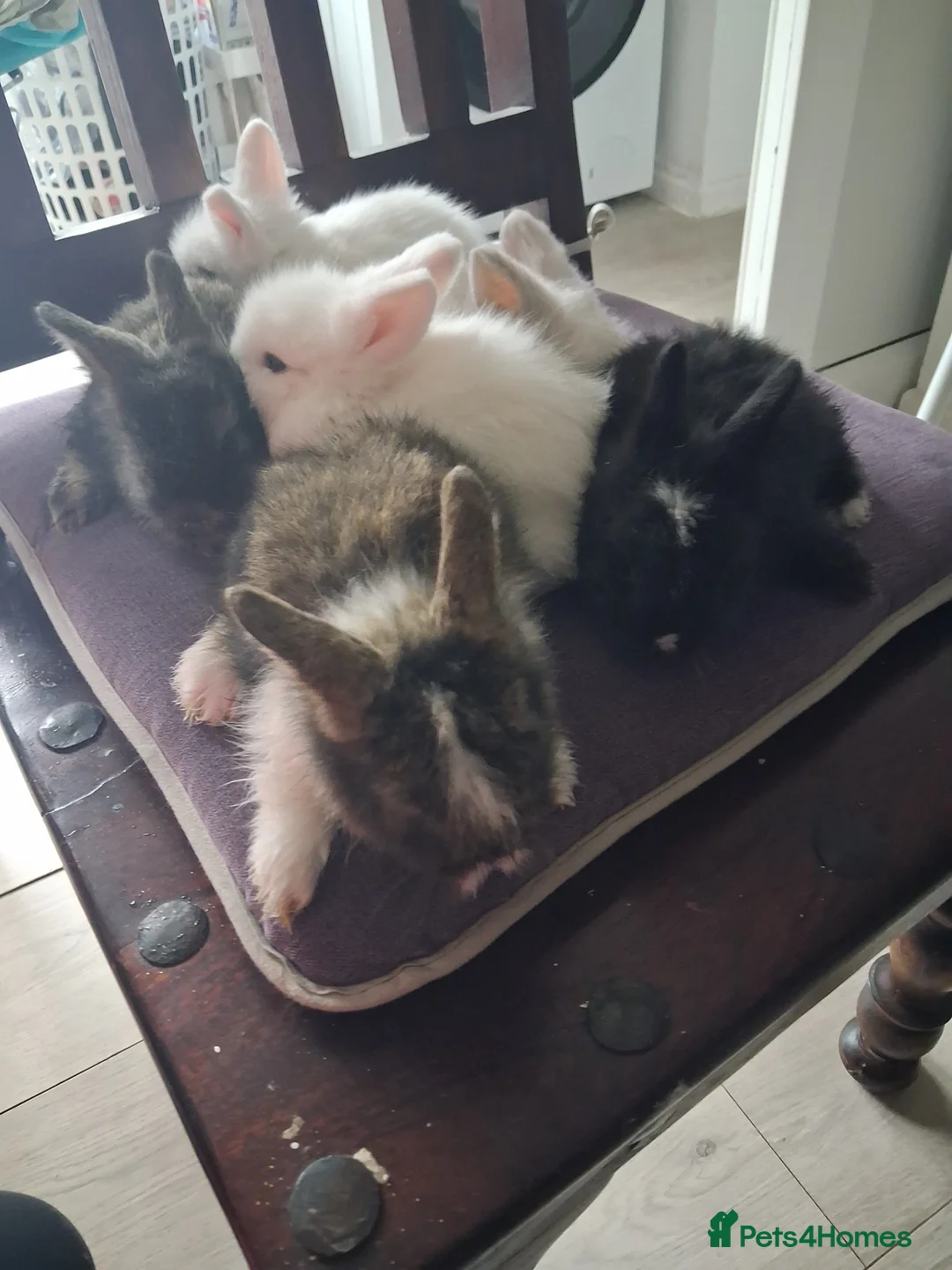 Lionhead rabbits for sale: 🐰 Beautiful Lionhead Rabbits for Sale 🐰 - Advert 8