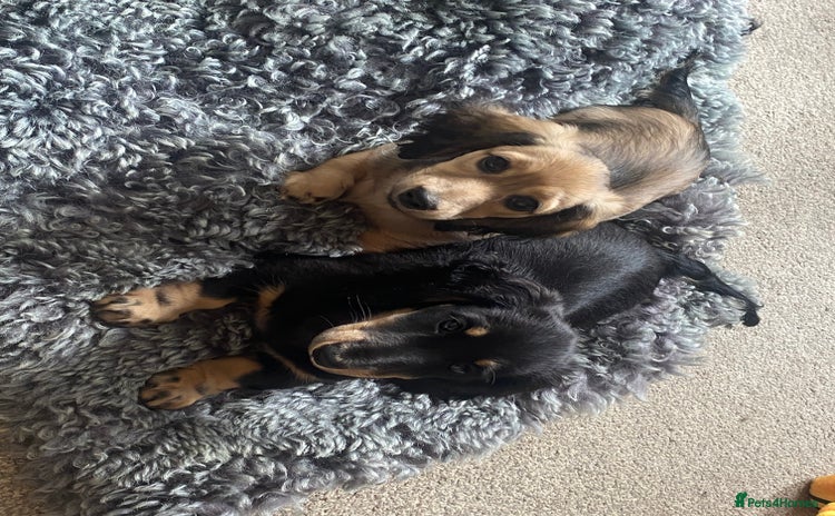 Miniature Dachshund dogs - Advert 1