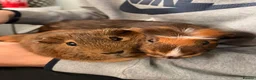 Guinea Pig rodents for sale: Boy Guinea pigs in Leicester - Advert 4