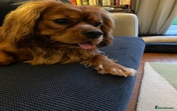 Cavalier King Charles Spaniel dogs for sale: New home needed for beautiful Rafa - Image 5