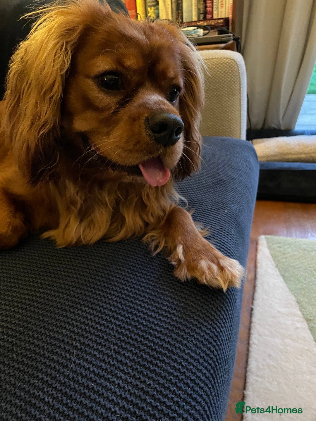 Cavalier King Charles Spaniel dogs for sale: New home needed for beautiful Rafa - Image 5