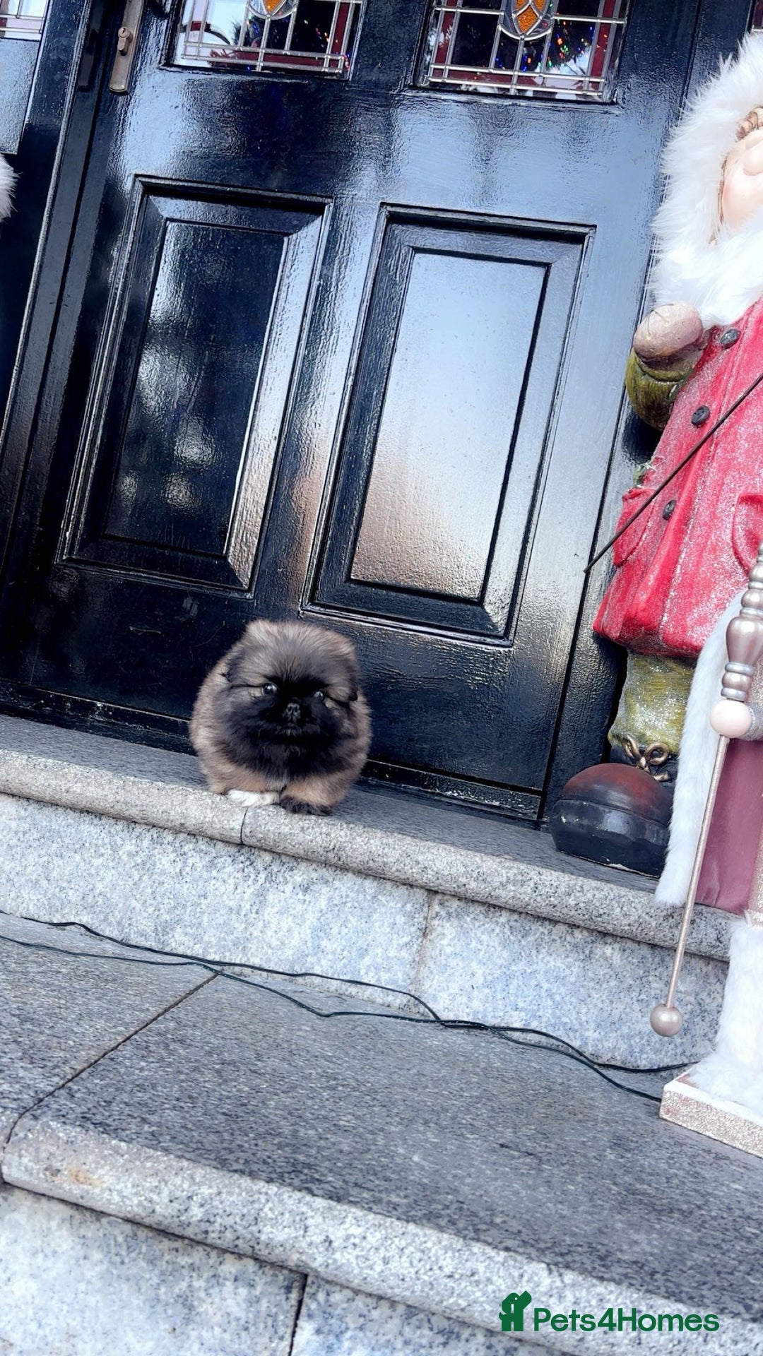 Pekingese dogs for sale: High quality Pekingese puppies  - Advert 19