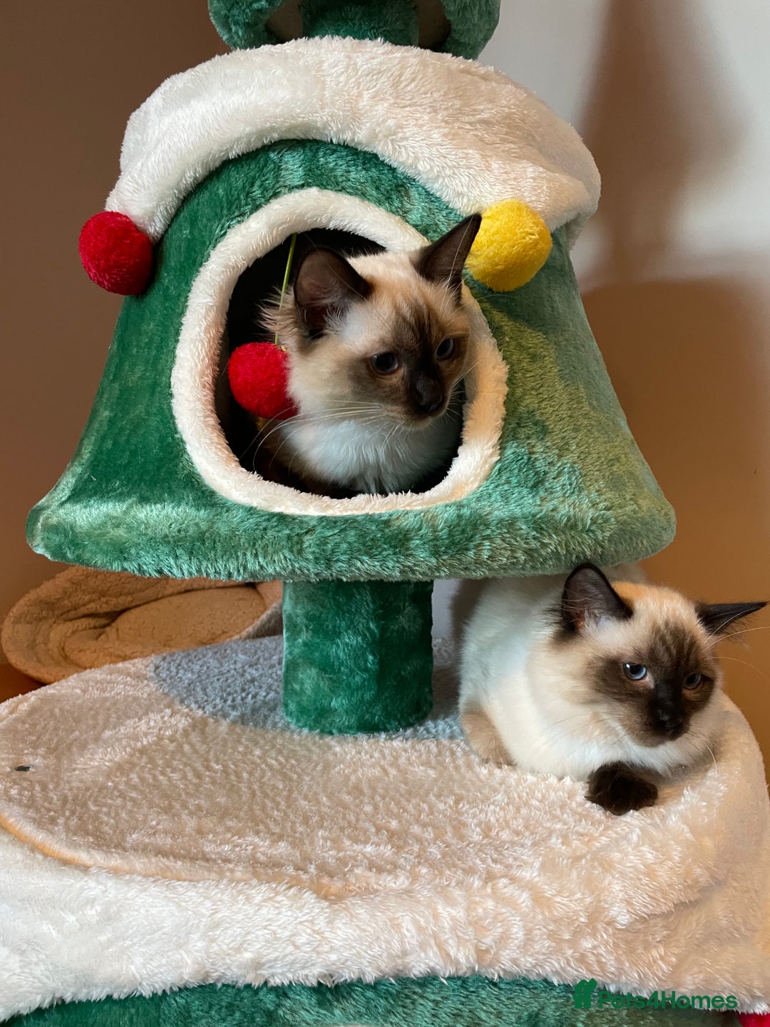 Ragdoll cats for sale: GCCF Ragdoll seal kittens, only 2 boys left - Advert 8