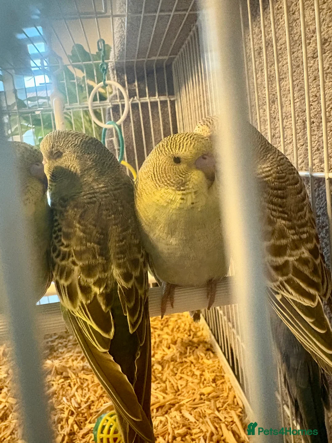 Budgerigars birds for sale: Beautiful Baby Budgies now available  - Advert 7