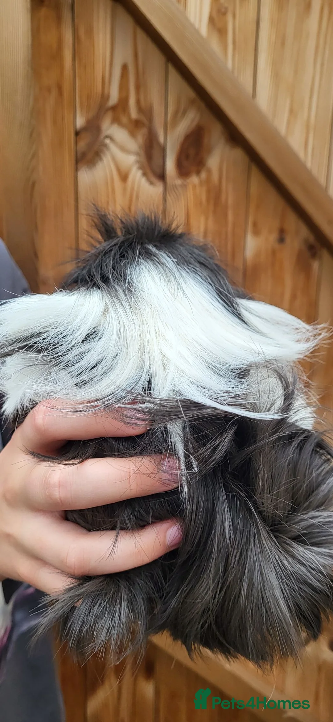Guinea Pig rodents for sale: Female Guinea Pig - Advert 8