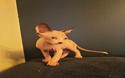 Sphynx cats for sale: Beautiful Pure Sphynx Kittens – Ready Now! - Image 19