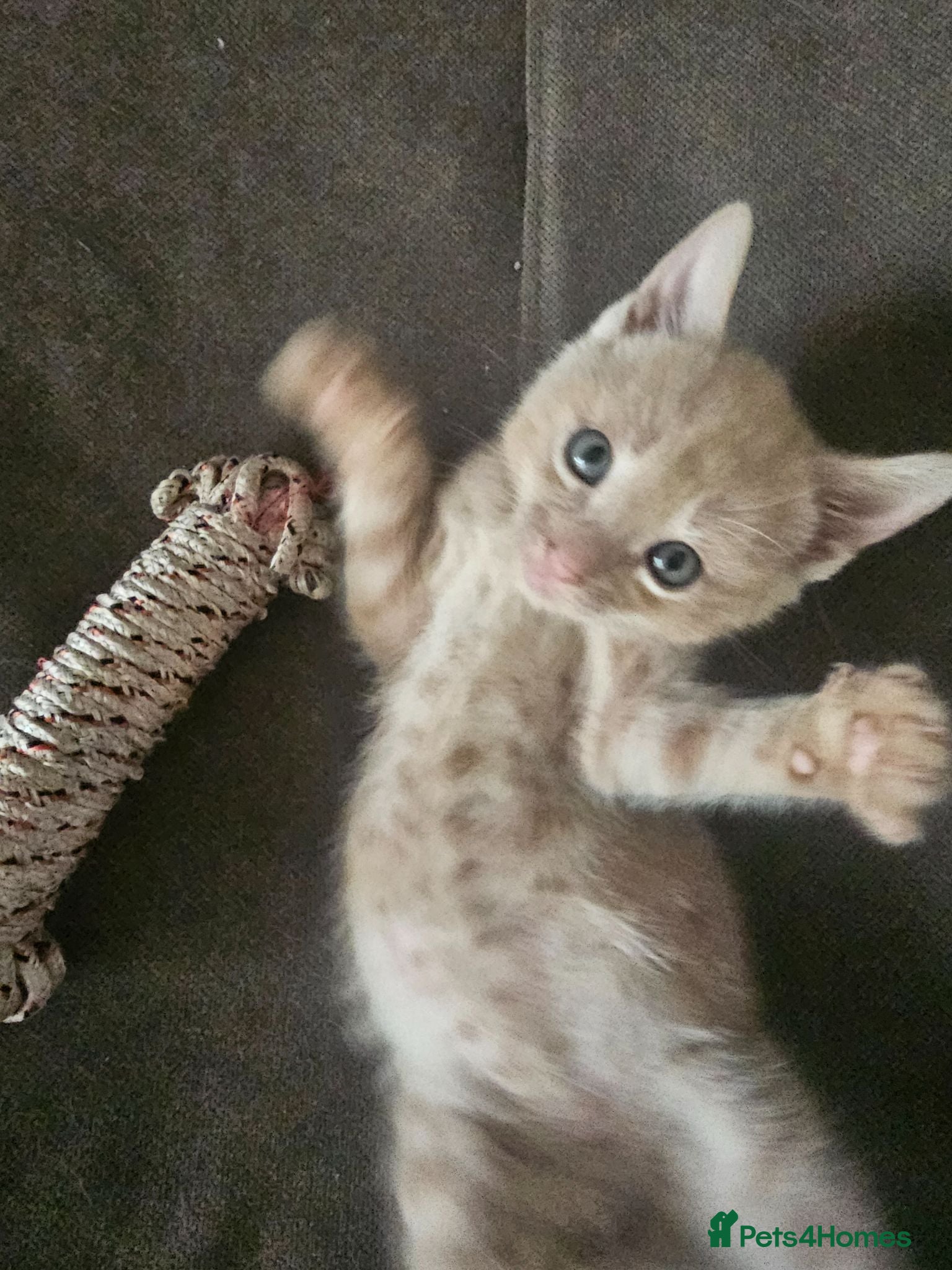 Mixed Breed cats 🐾 Gorgeous Kittens Available for Reservation 🐾 - Advert 1