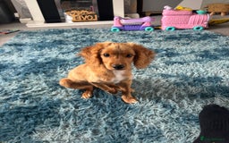 Mixed Breed dogs for sale: Glyn  - Image 3