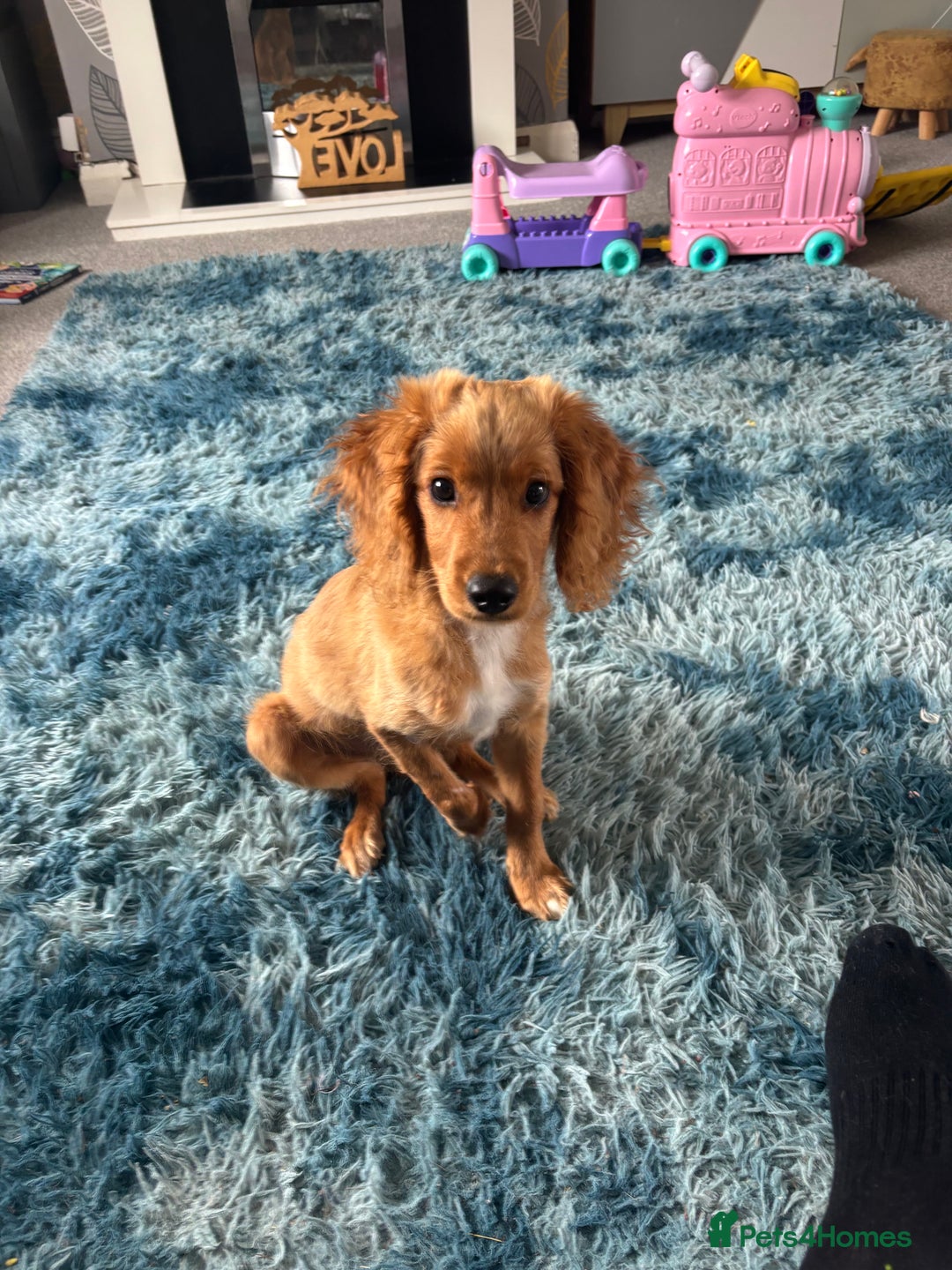 Mixed Breed dogs for sale: Glyn  - Image 3