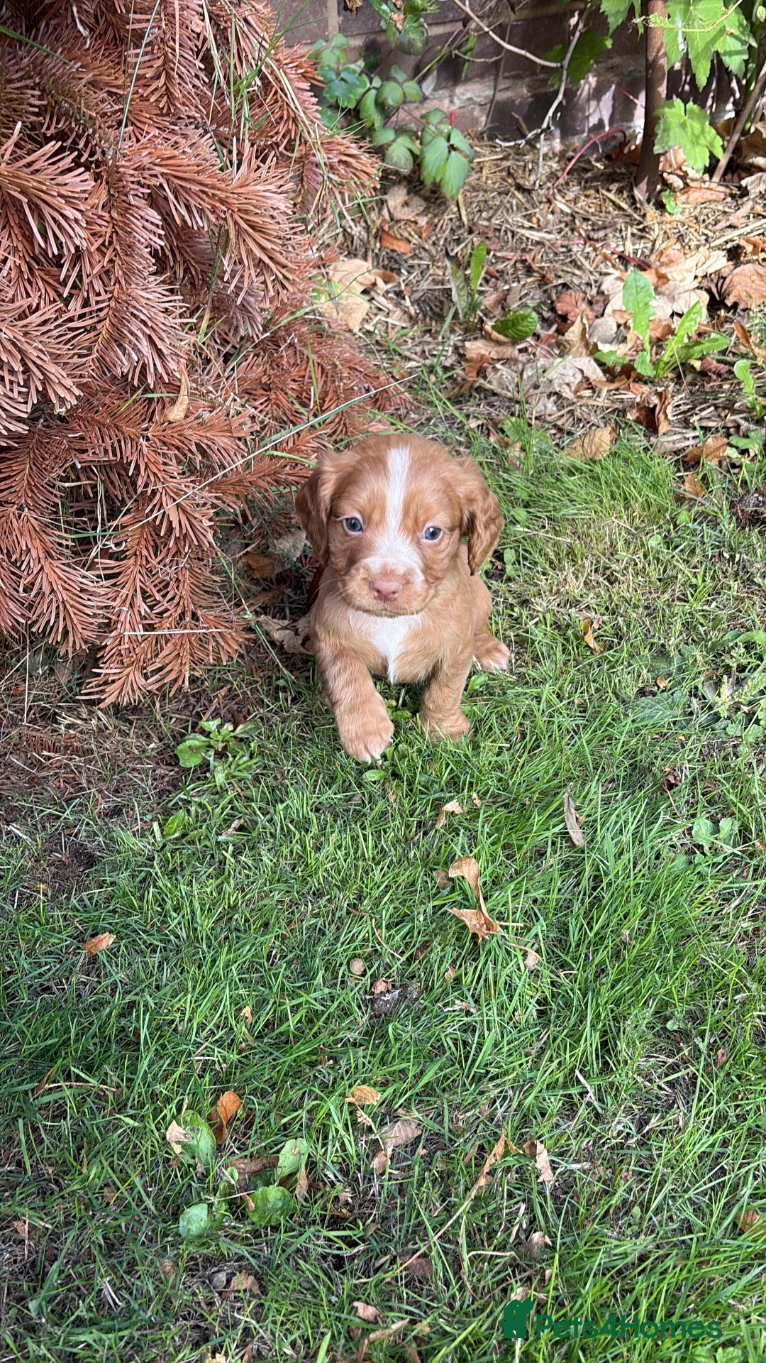 Cocker Spaniel dogs Working Cocker spaniels for sale - Advert 1