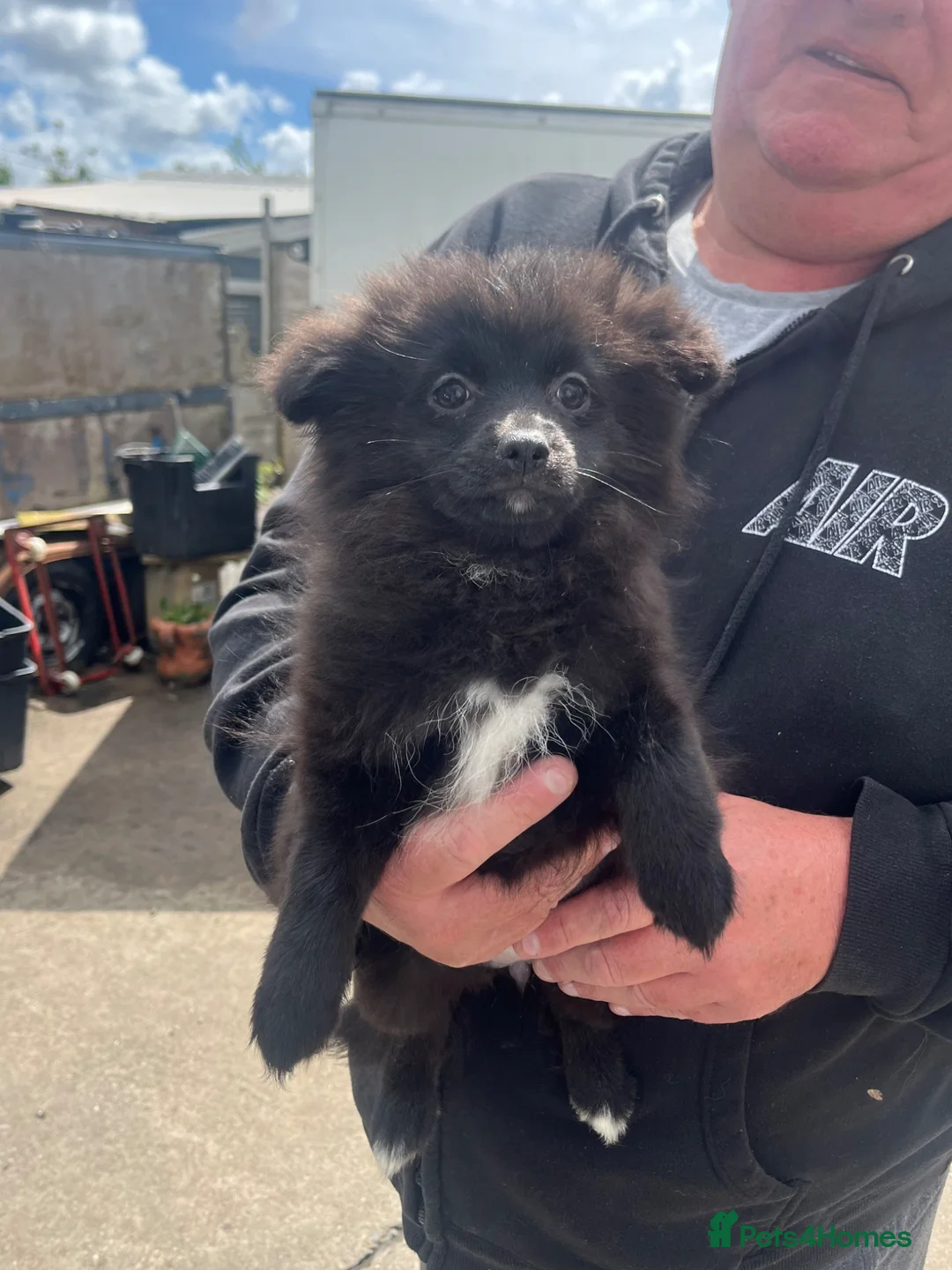 Pomeranian dogs for sale: Here I have 3 loving Pomeranian females  - Advert 2