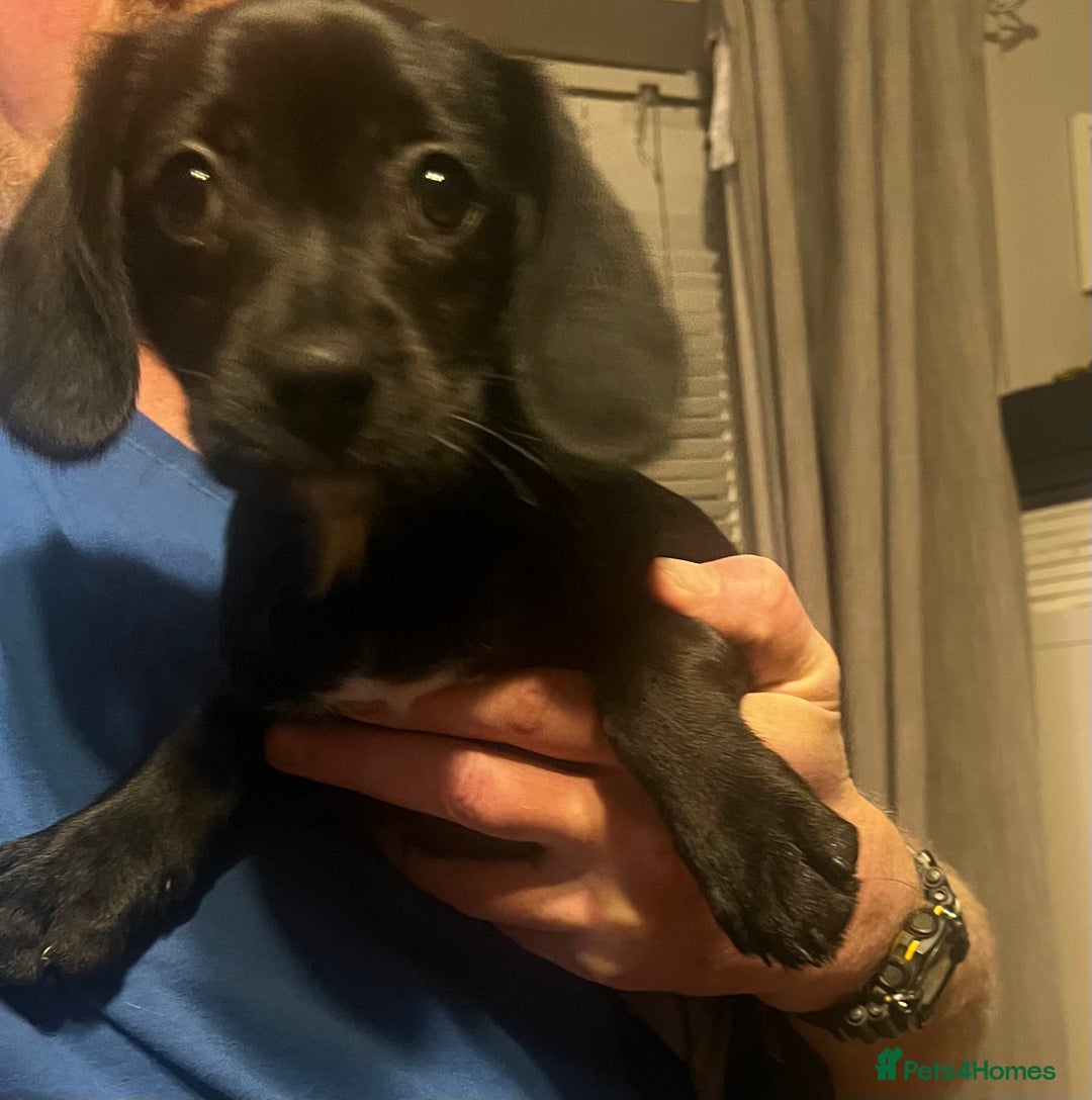 Mixed Breed dogs for sale: 5 Cavador puppies  - Advert 2