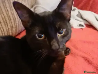 Domestic Shorthair cats Black Cat 12 Months Old –Looking for a Loving Home - Advert 1