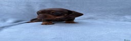 Miniature Dachshund dogs for sale: Gorgeous Miniature smooth Dachshunds  - Advert 15