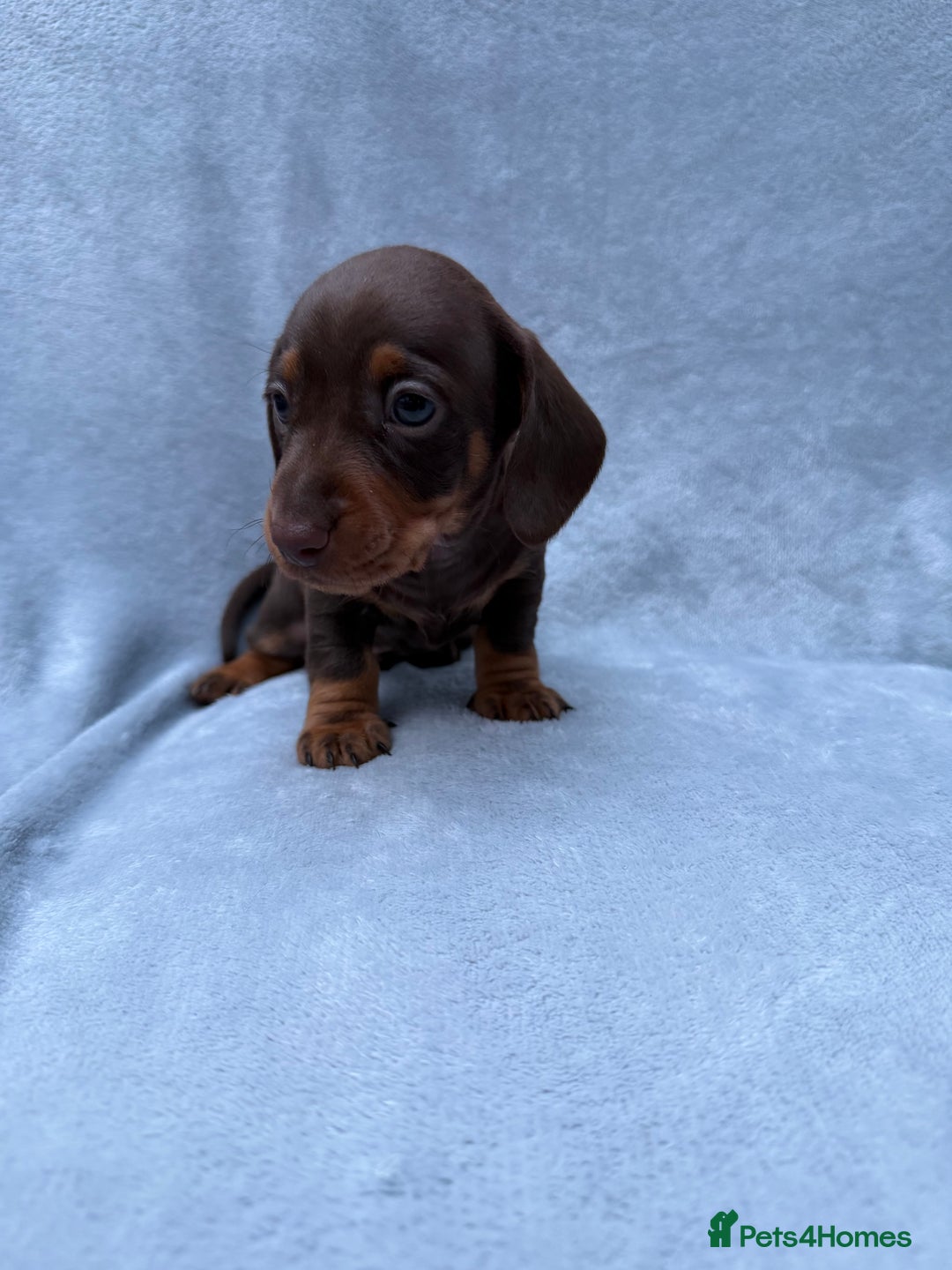 Miniature Dachshund dogs for sale: Gorgeous Miniature smooth Dachshunds  - Advert 15