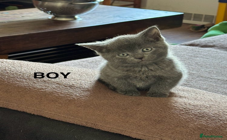 Mixed Breed cats - Advert 10
