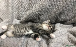 Mixed Breed cats for sale: Gorgeous Tabby kittens 7 weeks old  - Image 4