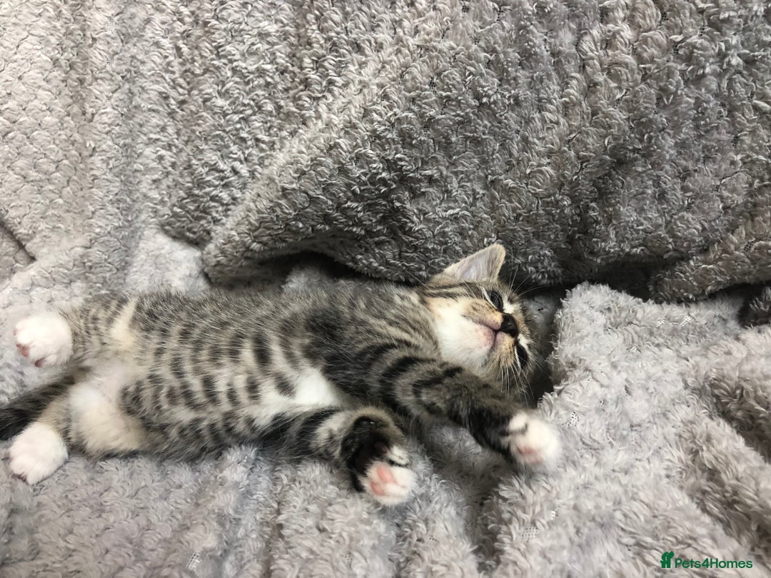 Mixed Breed cats for sale: Gorgeous Tabby kittens 7 weeks old  - Image 4