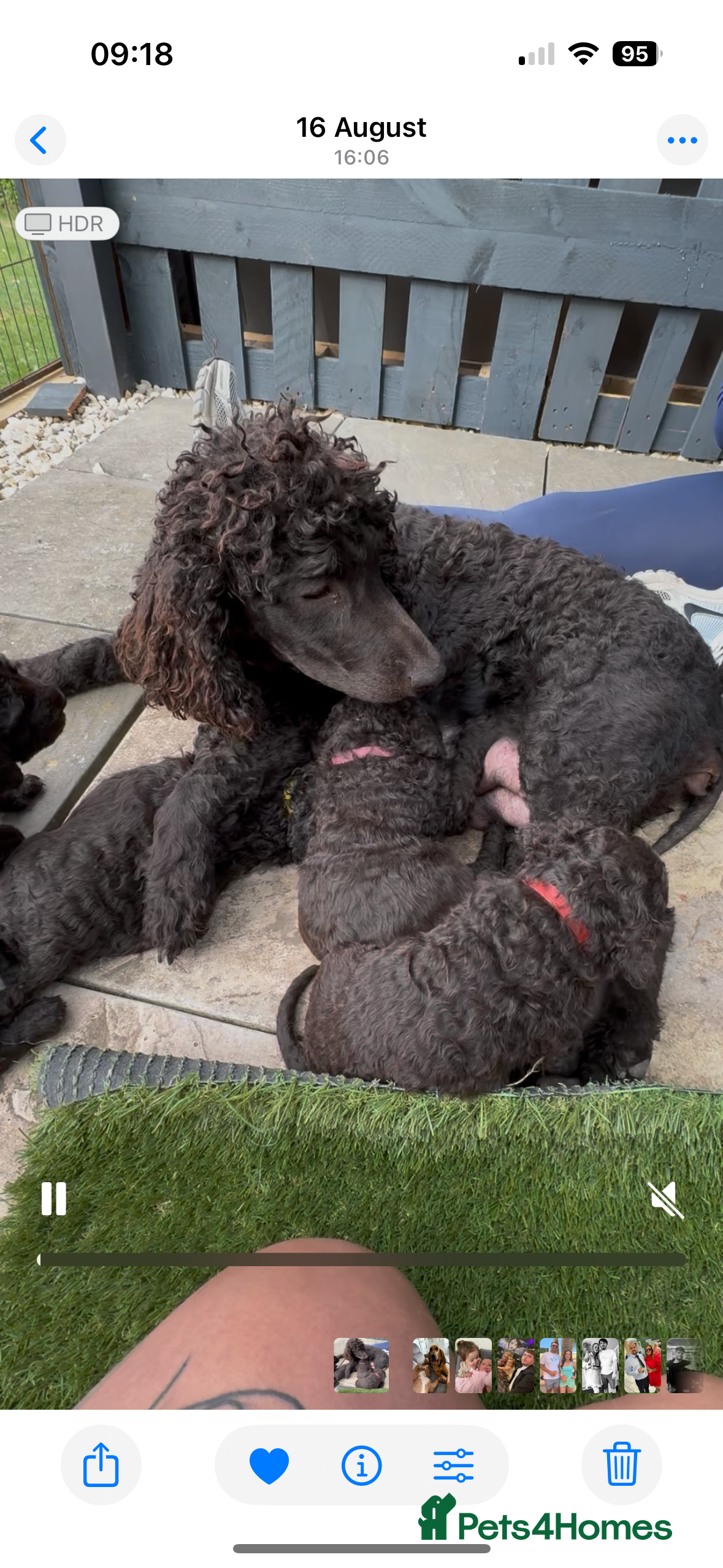 Irish Water Spaniel dogs Irish water spaniel - Advert 2