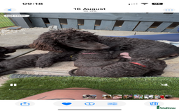 Irish Water Spaniel dogs for sale: Irish water spaniel - Image 1