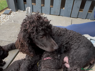 Irish Water Spaniel dogs - Advert 36