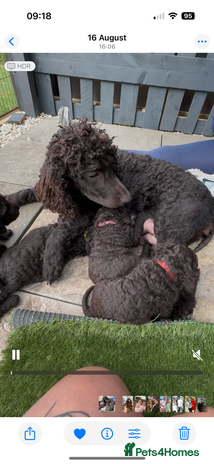 Irish Water Spaniel dogs Irish water spaniel - Advert 2