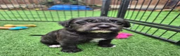 Mixed Breed dogs for sale: 🐾 Beautiful French Bulldog × Cockapoo Puppies 🐾 - Advert 15
