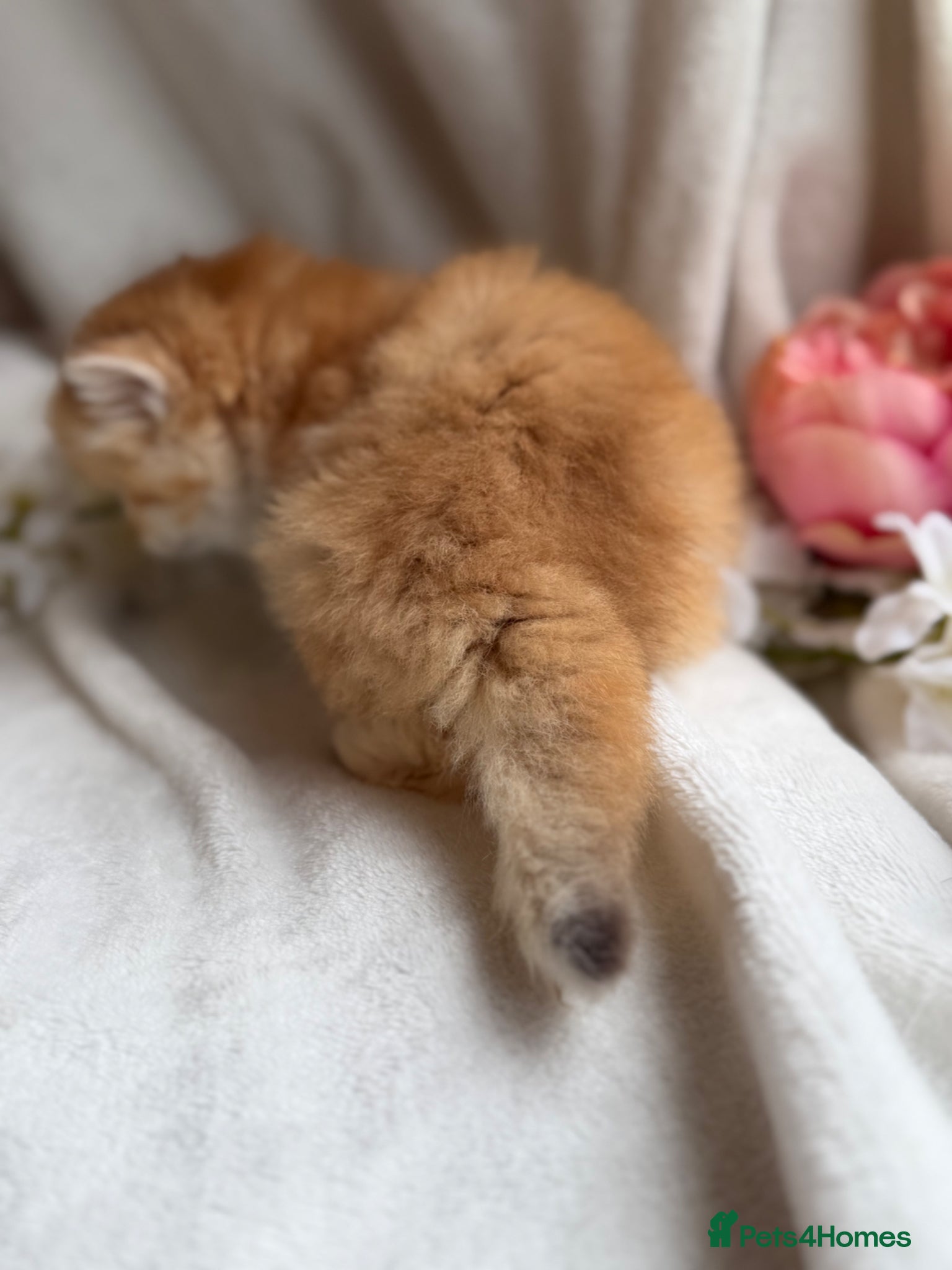 British Shorthair cats for sale: British shorthair golden adorable kitten GCCF  - Advert 11