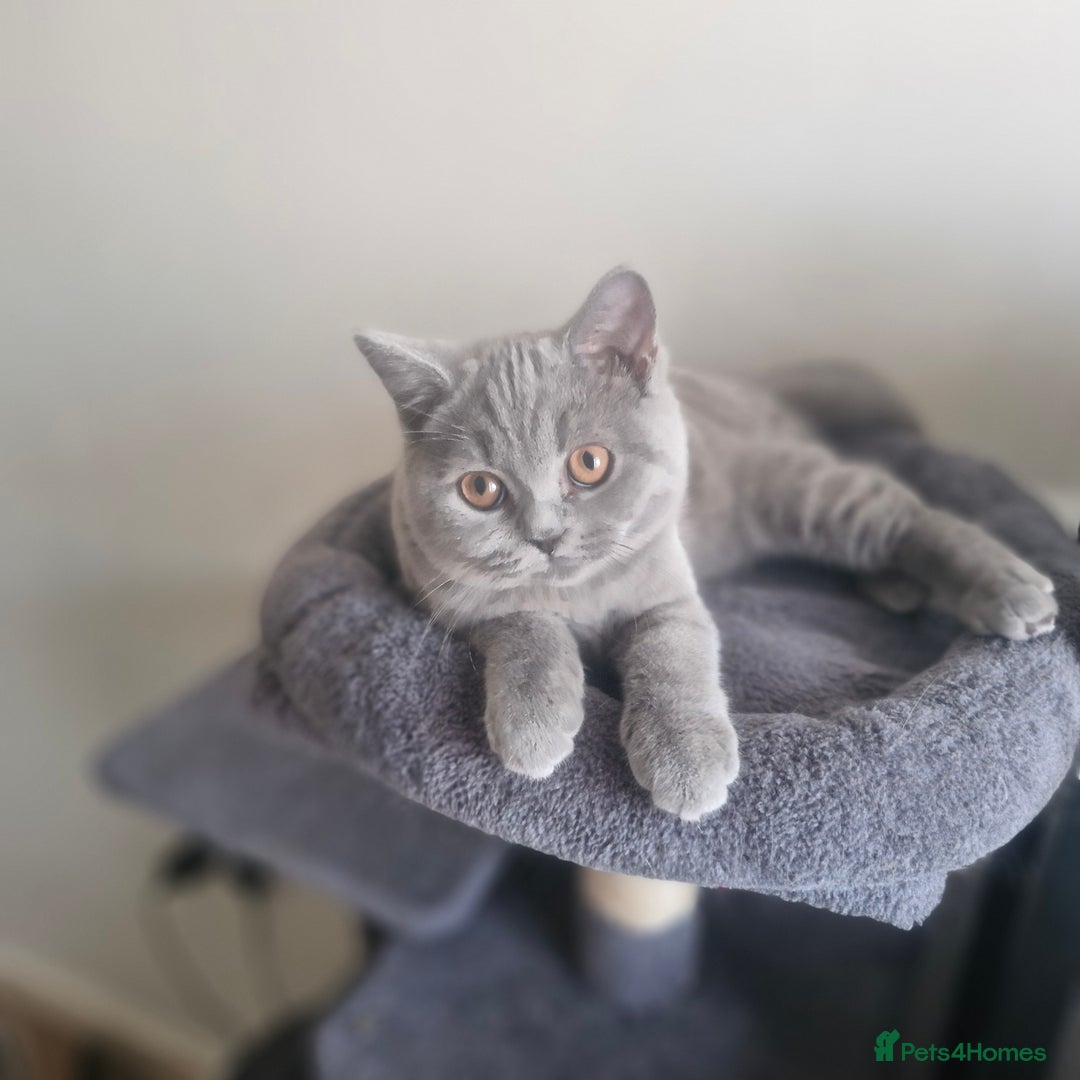 British Shorthair cats for sale: Beautiful BSH (2 Males & 2 Females, Blue & Lilac) - Image 7