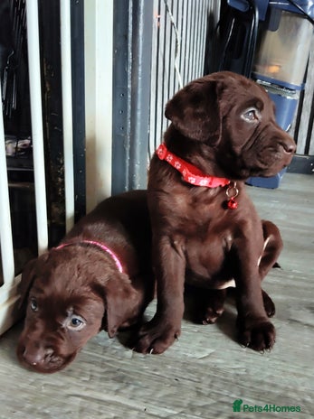 Labrador Retriever dogs - Advert 6