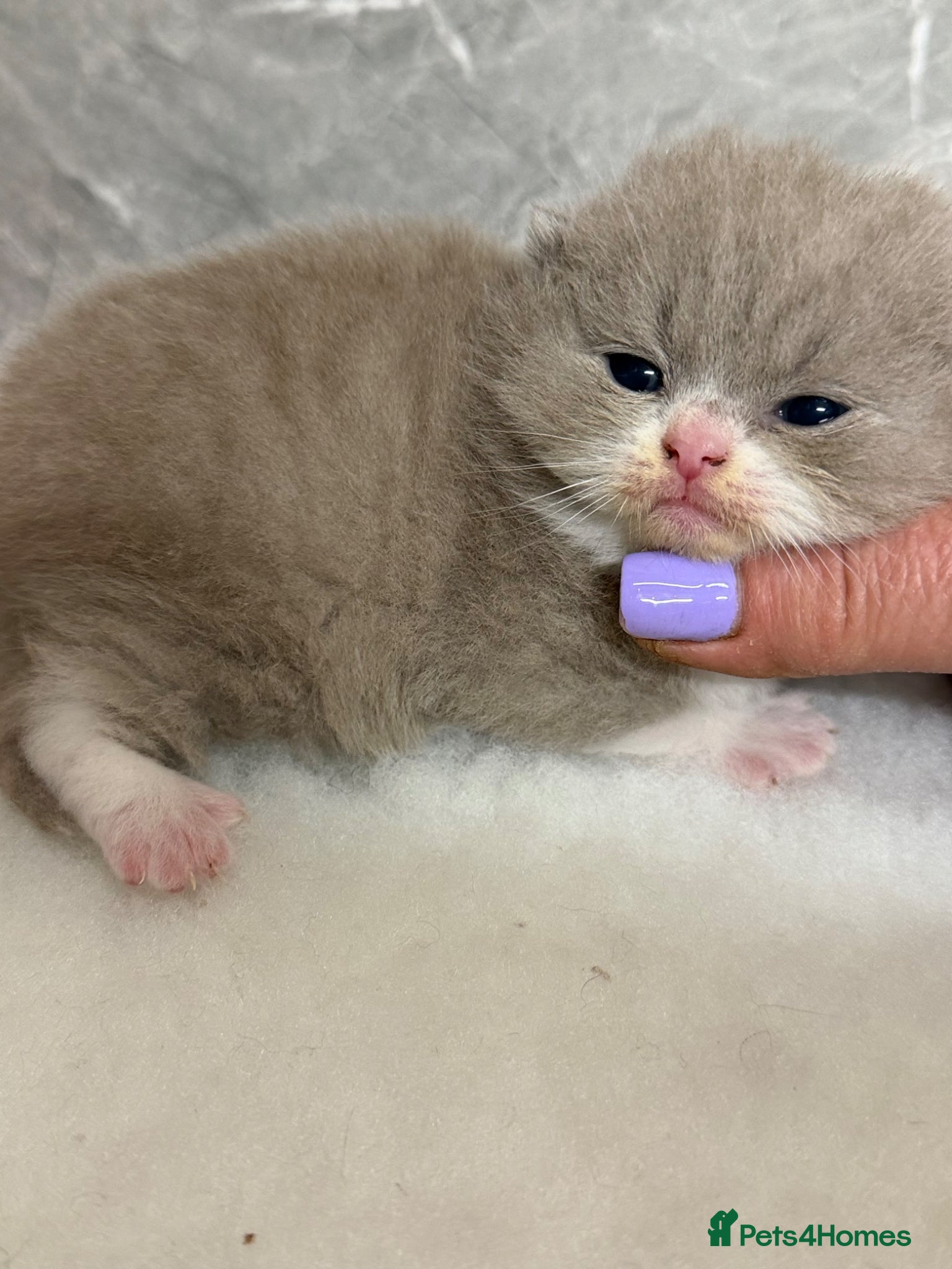 British Shorthair cats BRITISH SHORTHAIR - Full Pedigree/Registered  - Advert 1