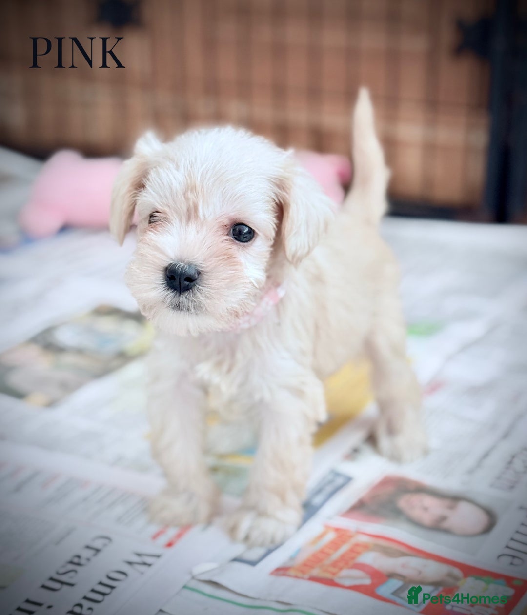 Miniature Schnauzer dogs for sale: ⭐️⭐️ KC REGISTERED PUPS ⭐️⭐️ - Image 6