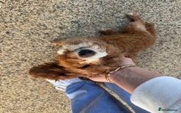 Mixed Breed dogs for sale: Black male puppy jackapoo - Image 16