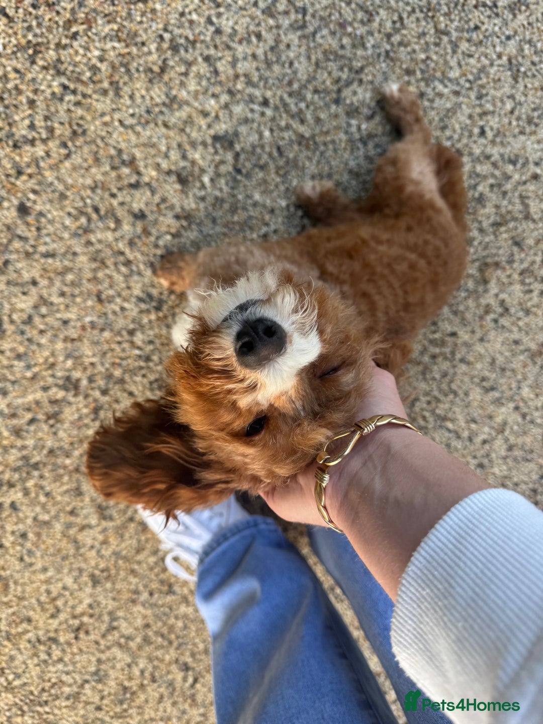 Mixed Breed dogs for sale: Black male puppy jackapoo - Image 16