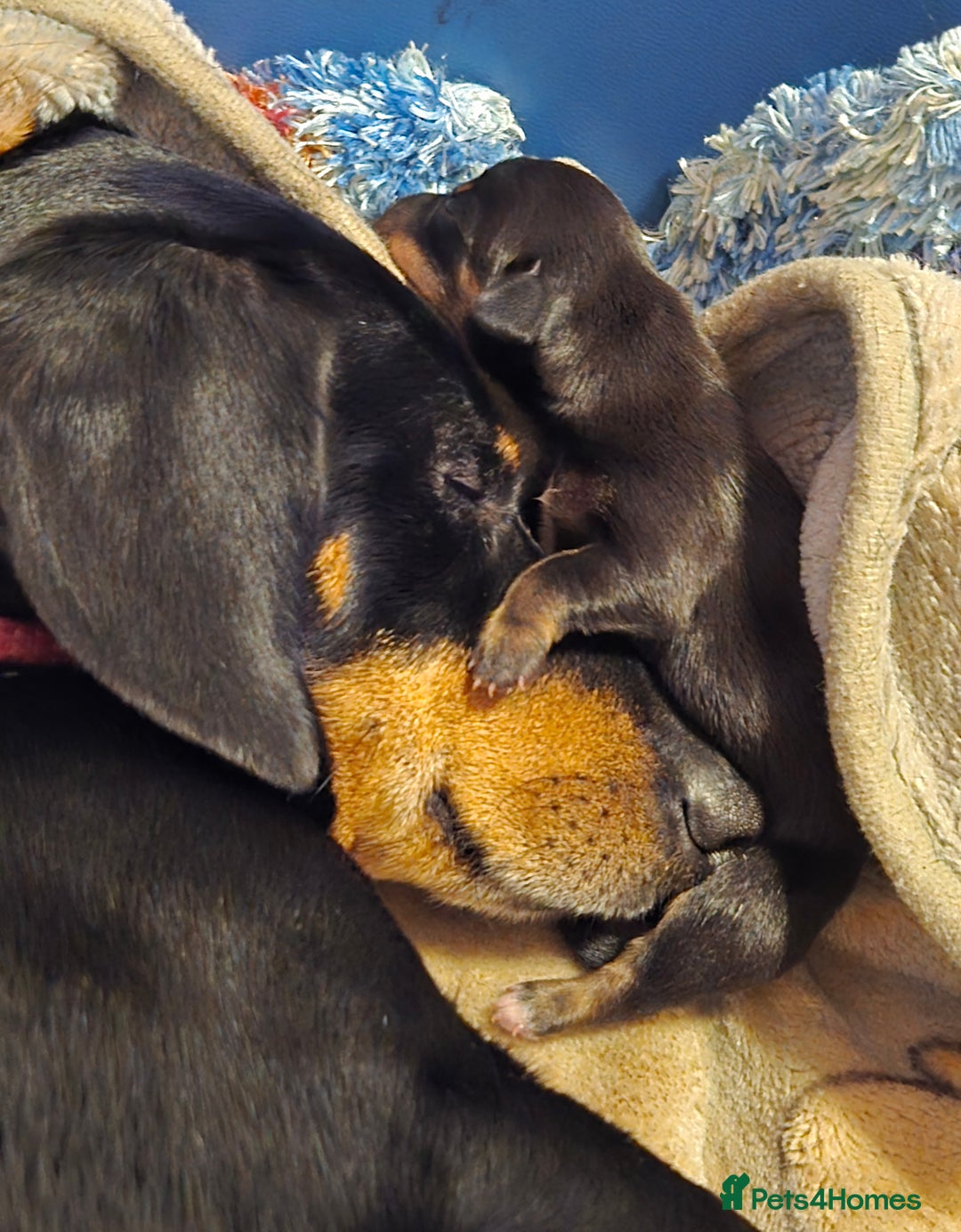 Dachshund dogs for sale: Miniature Dachshund crossbreed puppies - Advert 5