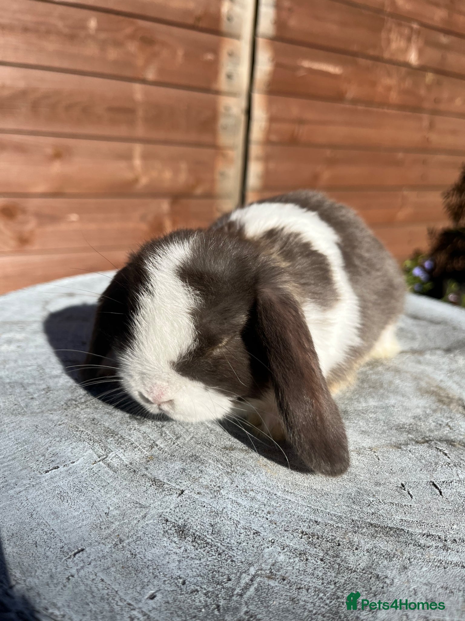 Mini Lop rabbits Mixed litter of adorable mini lops  - Advert 1