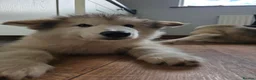 Alaskan Malamute dogs for sale: Pretty Alaskan Malamute  in Salisbury - Advert 5